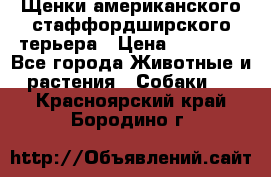 Щенки американского стаффордширского терьера › Цена ­ 20 000 - Все города Животные и растения » Собаки   . Красноярский край,Бородино г.